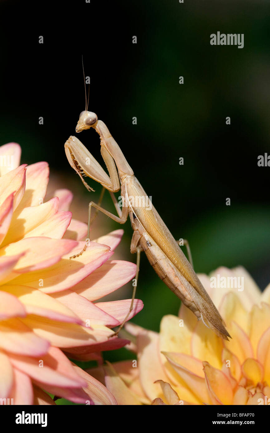Tan colored praying mantis in Boise, Idaho, USA Stock Photo Alamy