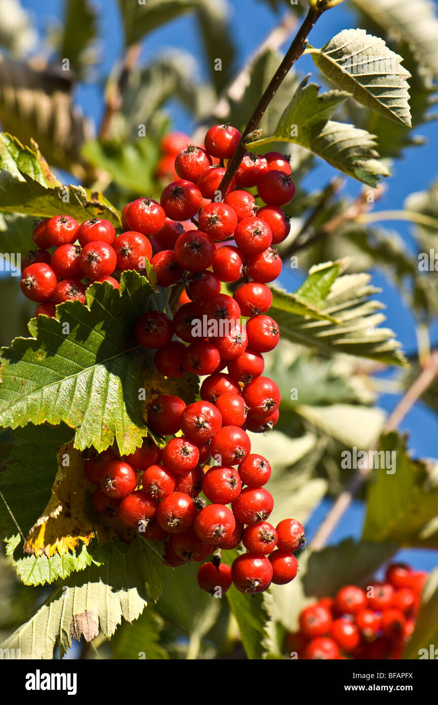 Ripe Rowen tree berries Stock Photo