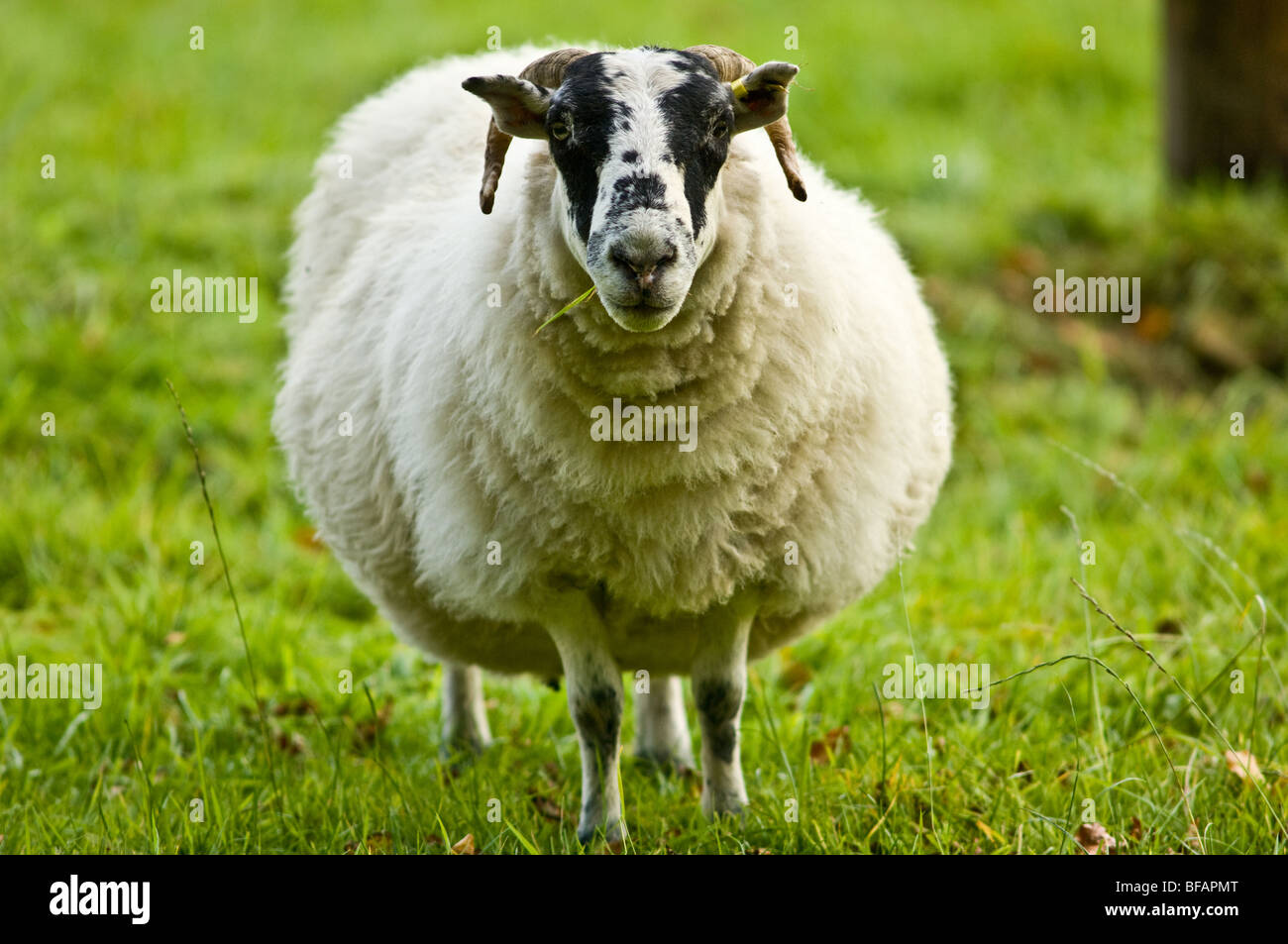 Sheep legs hi-res stock photography and images - Page 8 - Alamy Sheep legs hi-res stock photography and images - Page 8 - Alamy