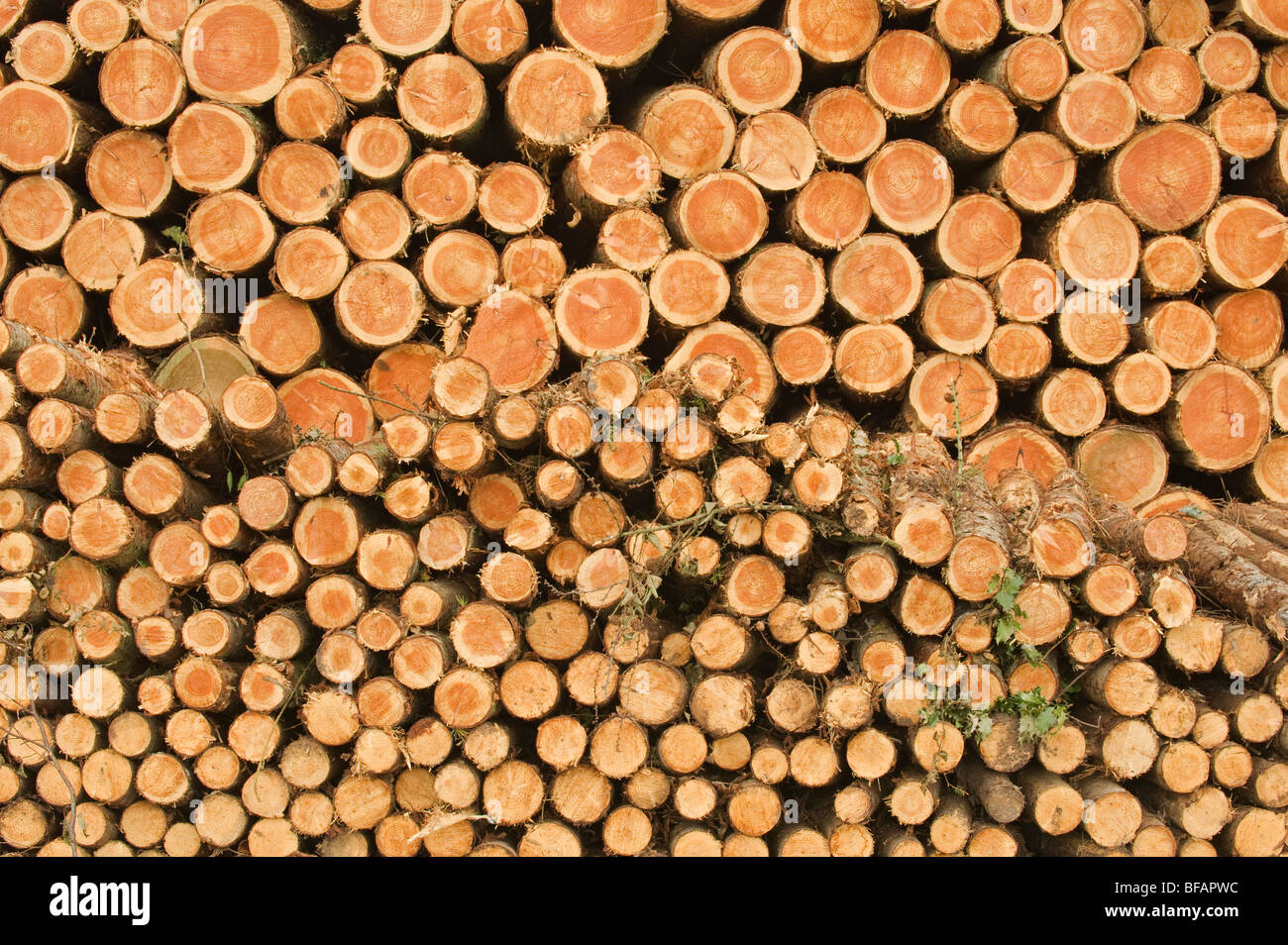 Stacked timber, Co Waterford, Eire Stock Photo - Alamy