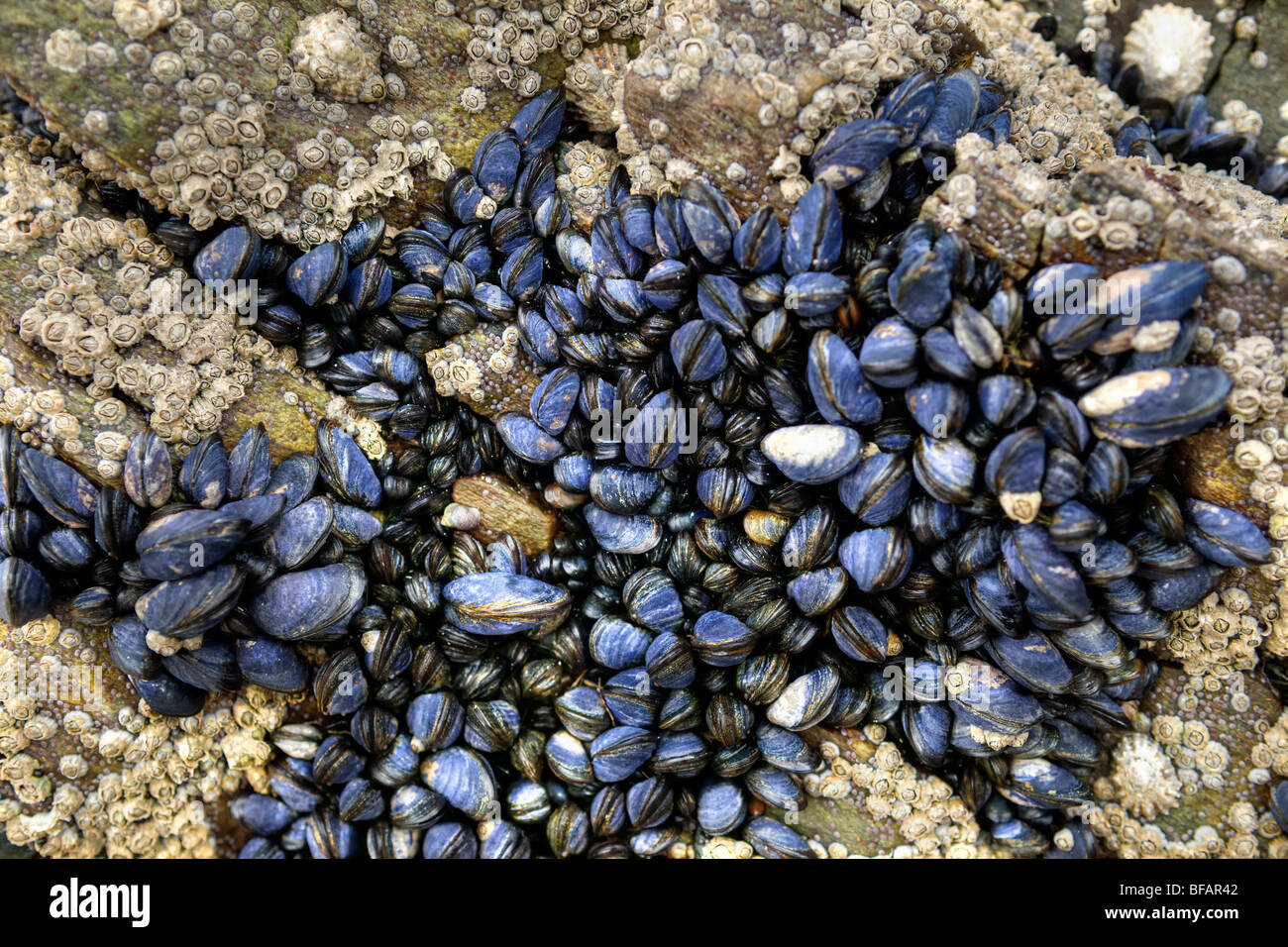 Blue Mussels, barnacles and limpets exposed on rock on beach at Balnakeil bay, Durness, Scotland Stock Photo