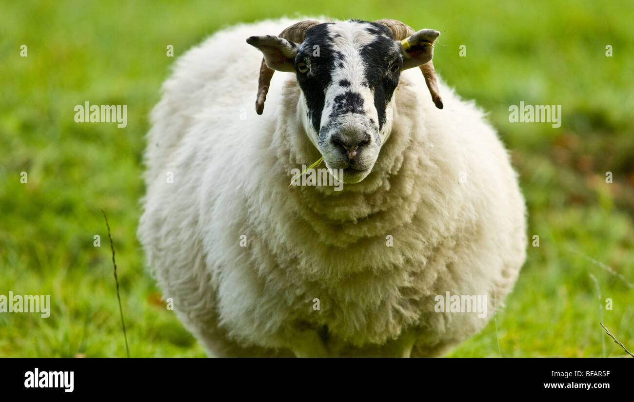 Breeding ewe hi-res stock photography and images - Alamy