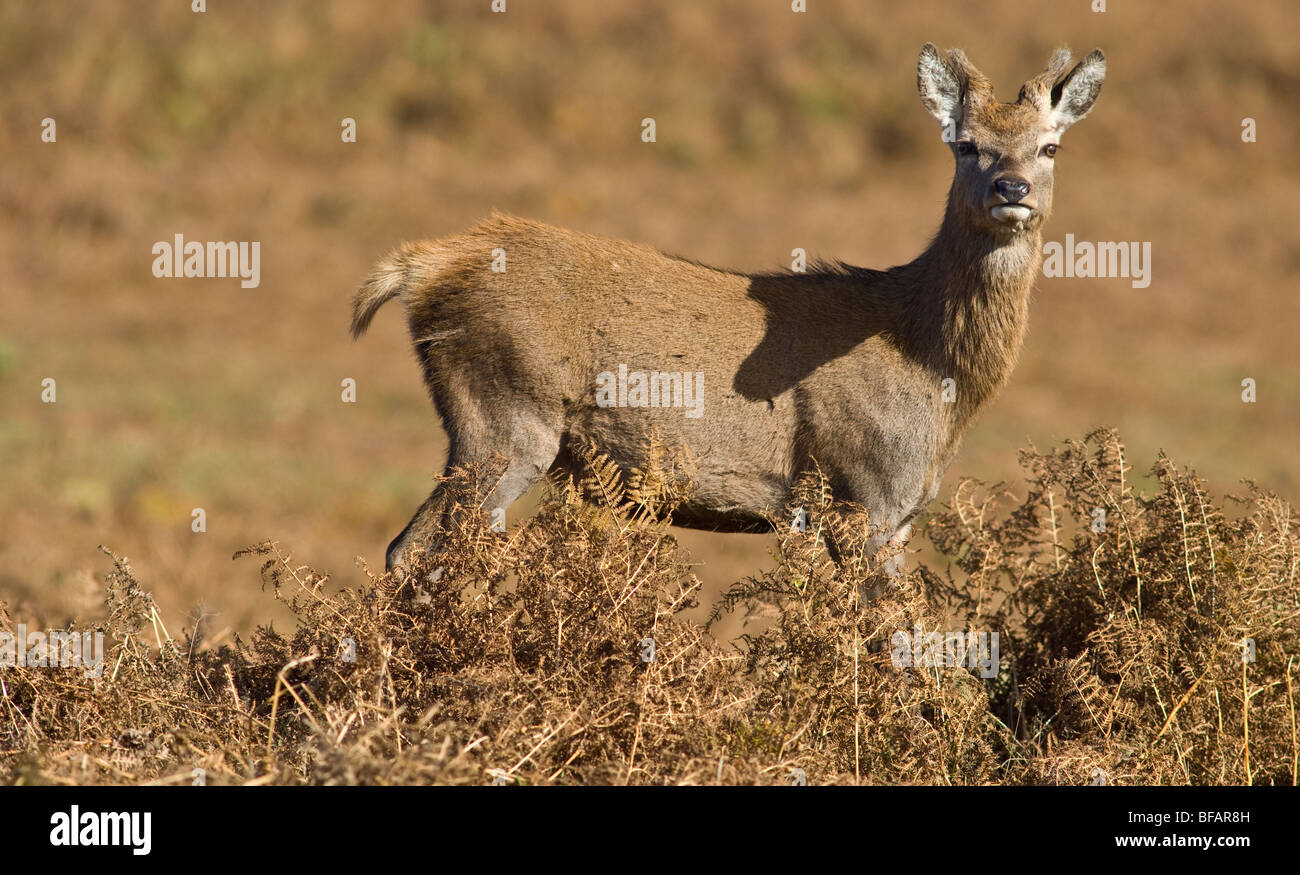 Male Red deer rest during the rutting season Stock Photo - Alamy