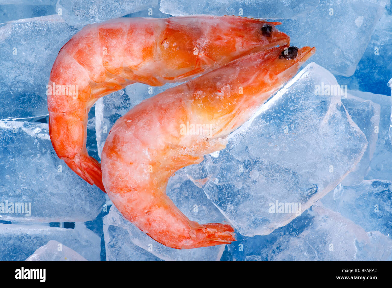 object on blue Frozen shrimp close up Stock Photo Alamy
