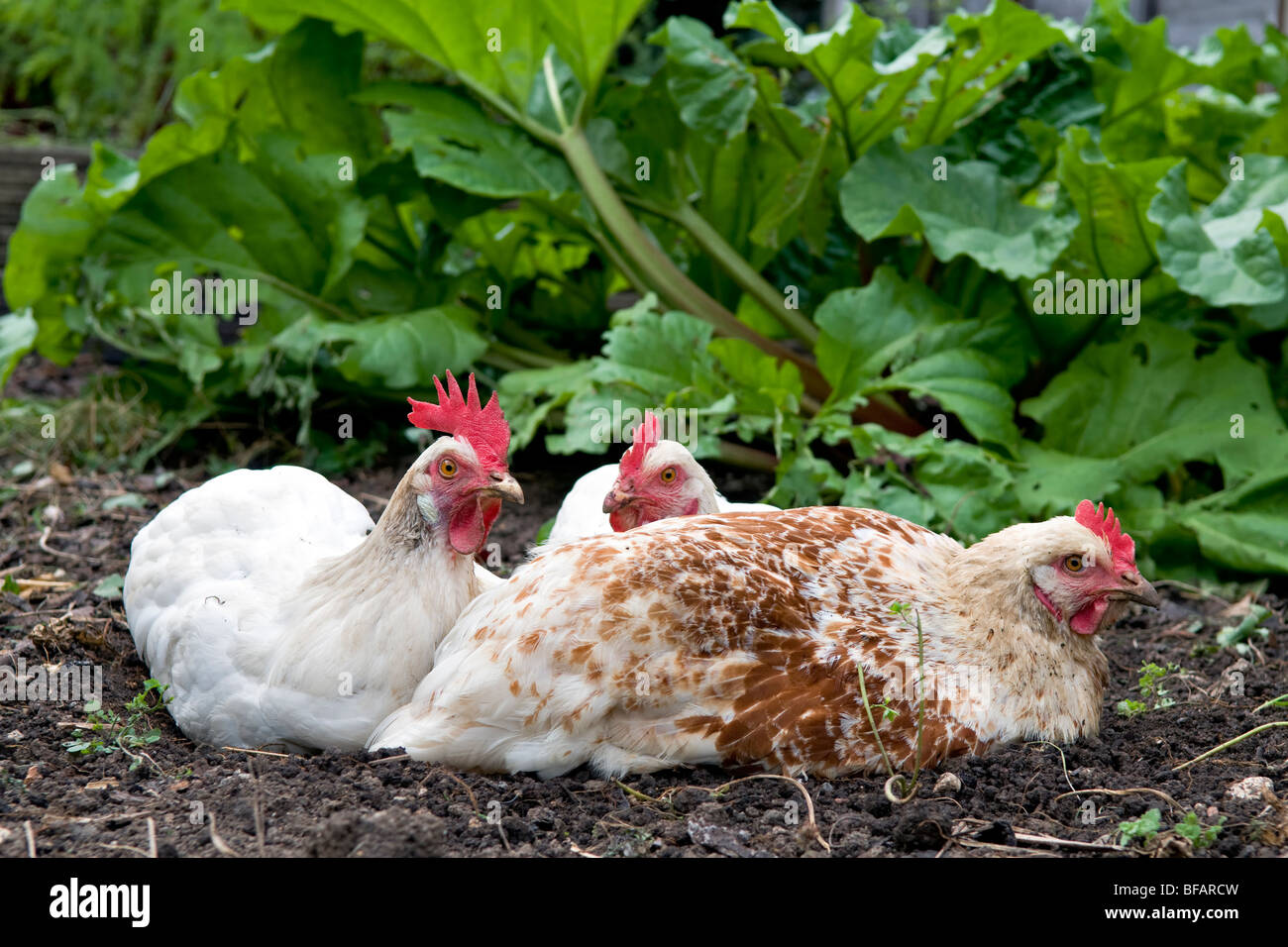 Chickens, type White Star, rhode star and a Brown Amber, in the middle of a dirt bath with rhubarb plants behind them. Stock Photo