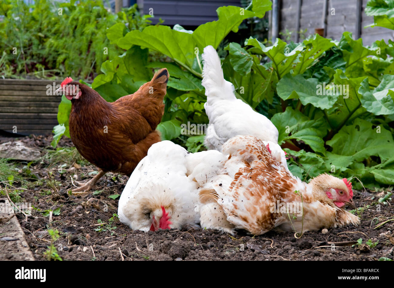 Chickens, type White Star, rhode star and a Brown Amber, in the middle of a dirt bath with rhubarb plants behind them. Stock Photo