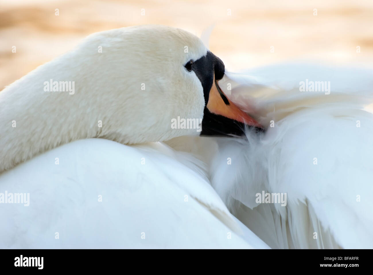 Mute swan preening itself with orange sunset reflected in water behind Stock Photo