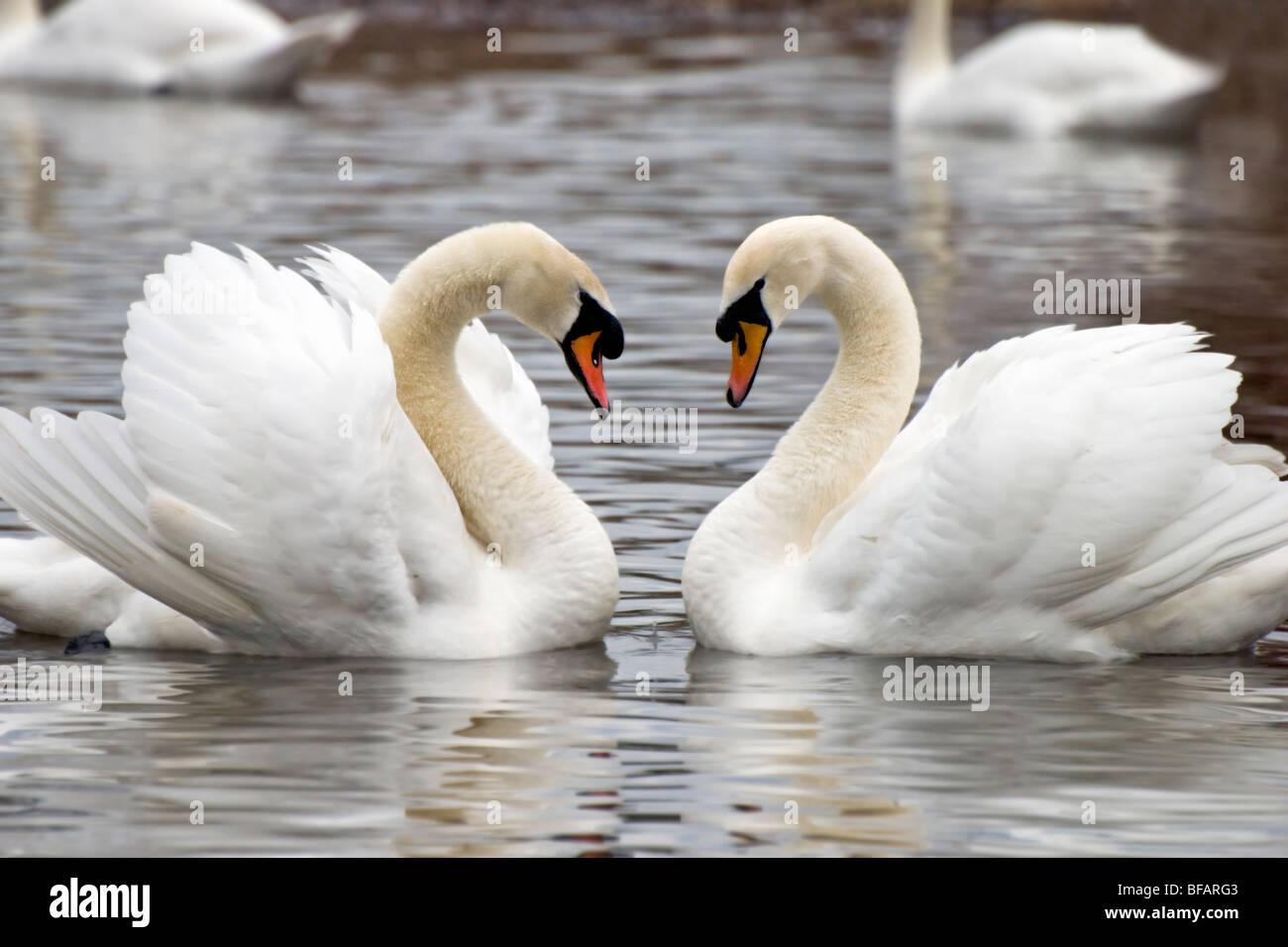 A pair of mute swans swimming in a heart shaped embrace Stock Photo
