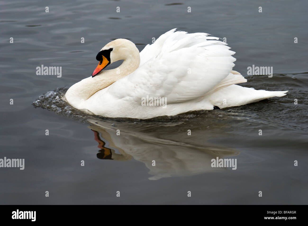 Mute swan swimming in lake with reflection Stock Photo
