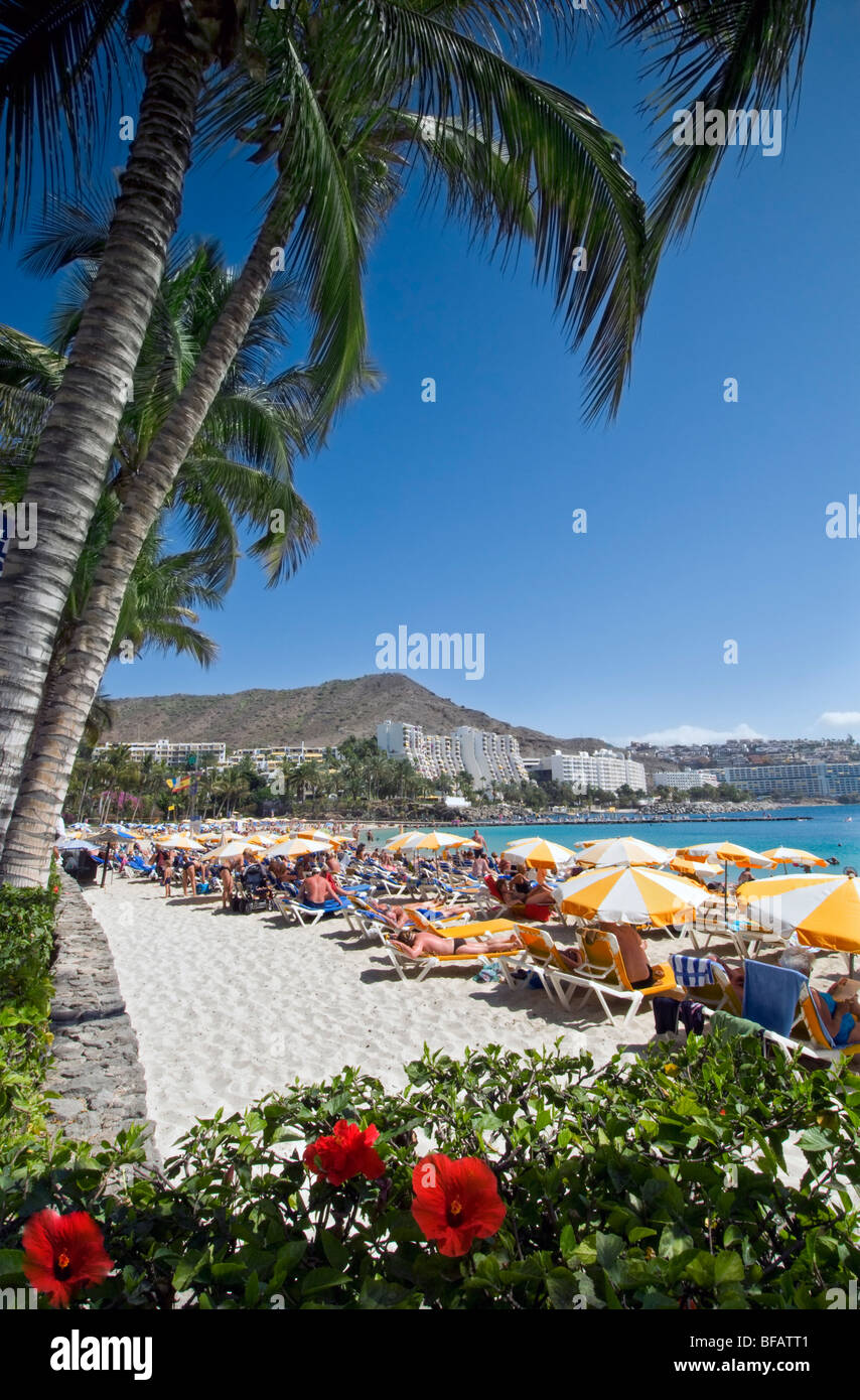 Anfi beach luxury coastline resort with palm trees and hibiscus in Arguineguin southern Gran Canaria Canary Islands Spain Stock Photo