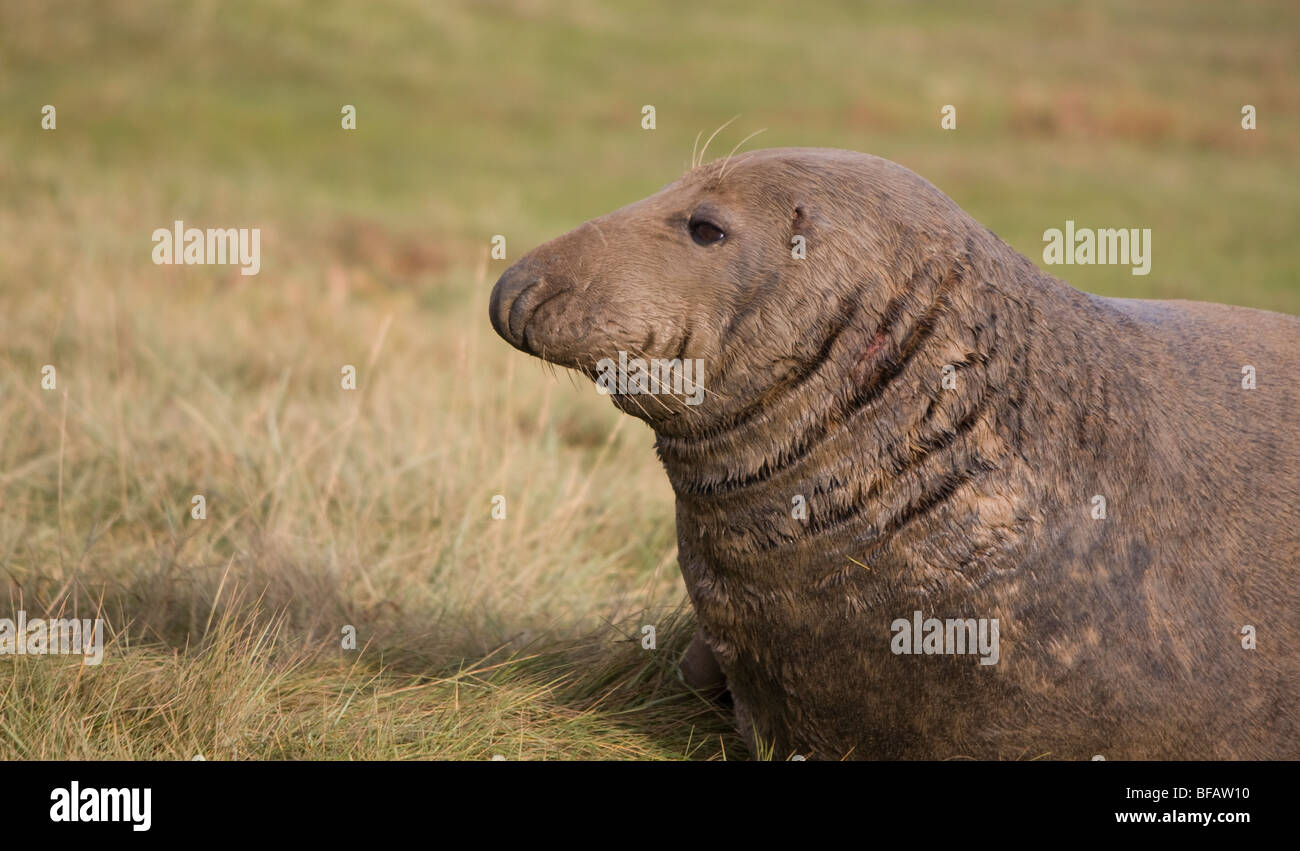 Grey Seal (Halichoerus grypus Stock Photo Alamy