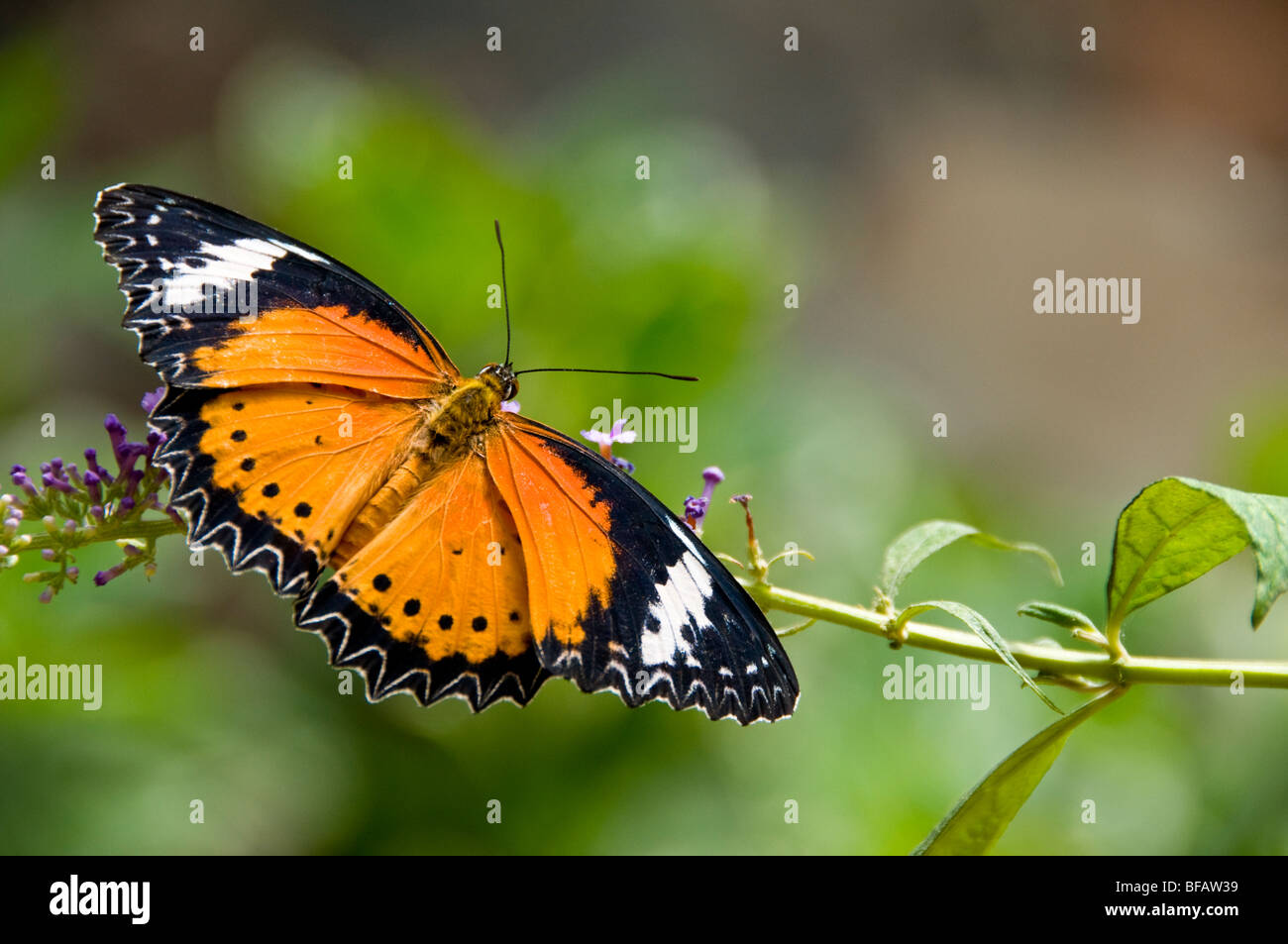 Monarch butterfly with open wings on flowers in lush sunny natural habitat Stock Photo