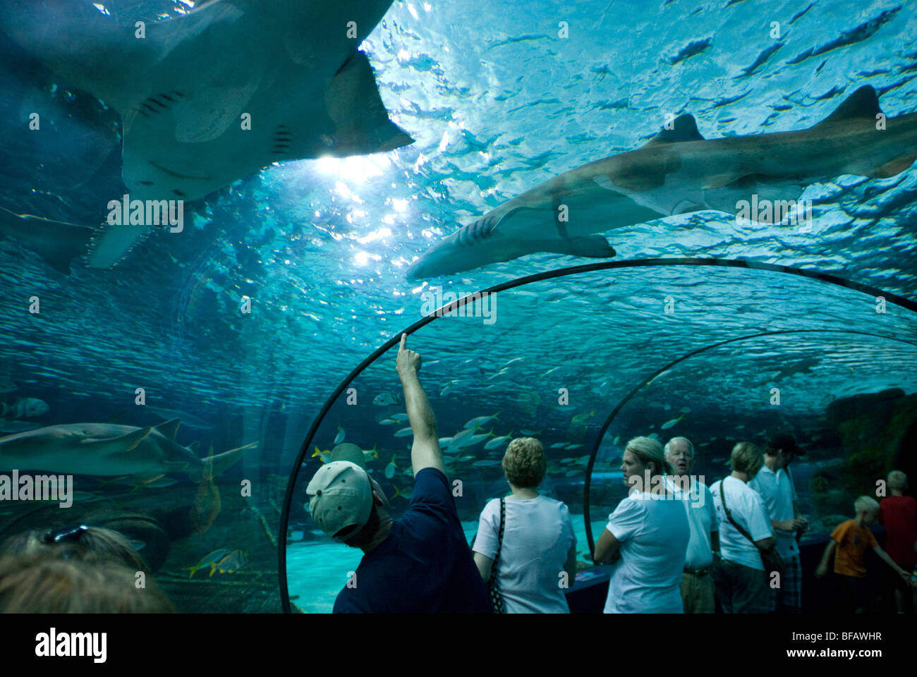 Ripley's Aquarium, Myrtle Beach, South Carolina, United States of ...