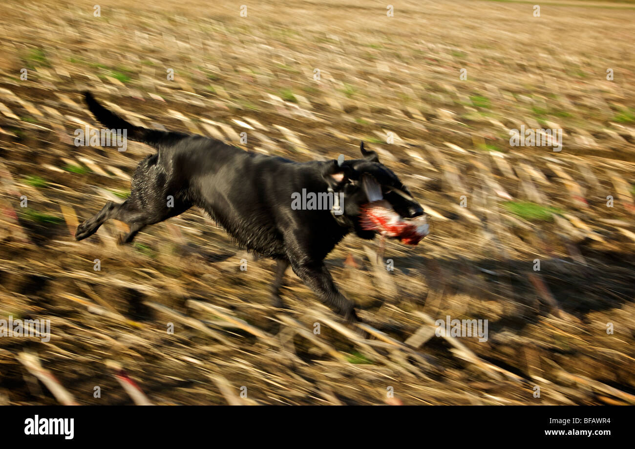 How Fast Can a Black Labrador Run