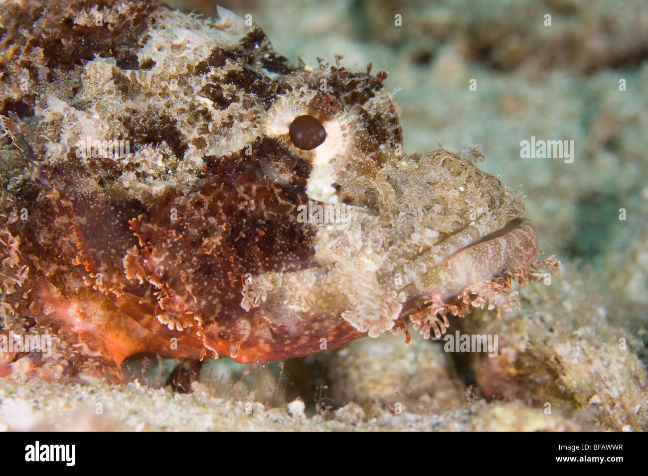 Tasseled Scorpionfish (Scorpaenopsis oxycephala), North Sulawesi, Indonesia Stock Photo