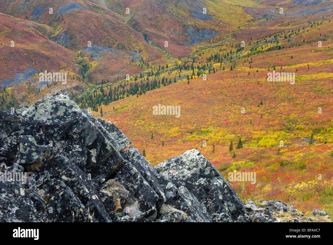 Tundra of the Grizzly Creek Valley displaying vibrant autumn colors ...
