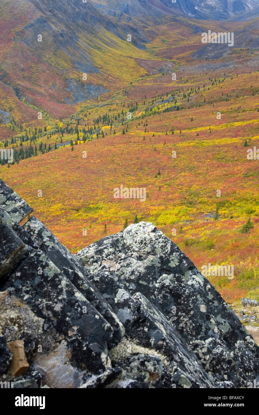 Tundra of the Grizzly Creek Valley displaying vibrant autumn colors ...