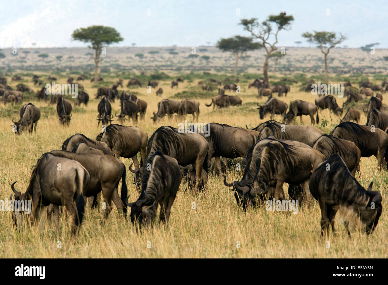 Herd of Wildebeest - Masai Mara National Reserve, Kenya Stock Photo