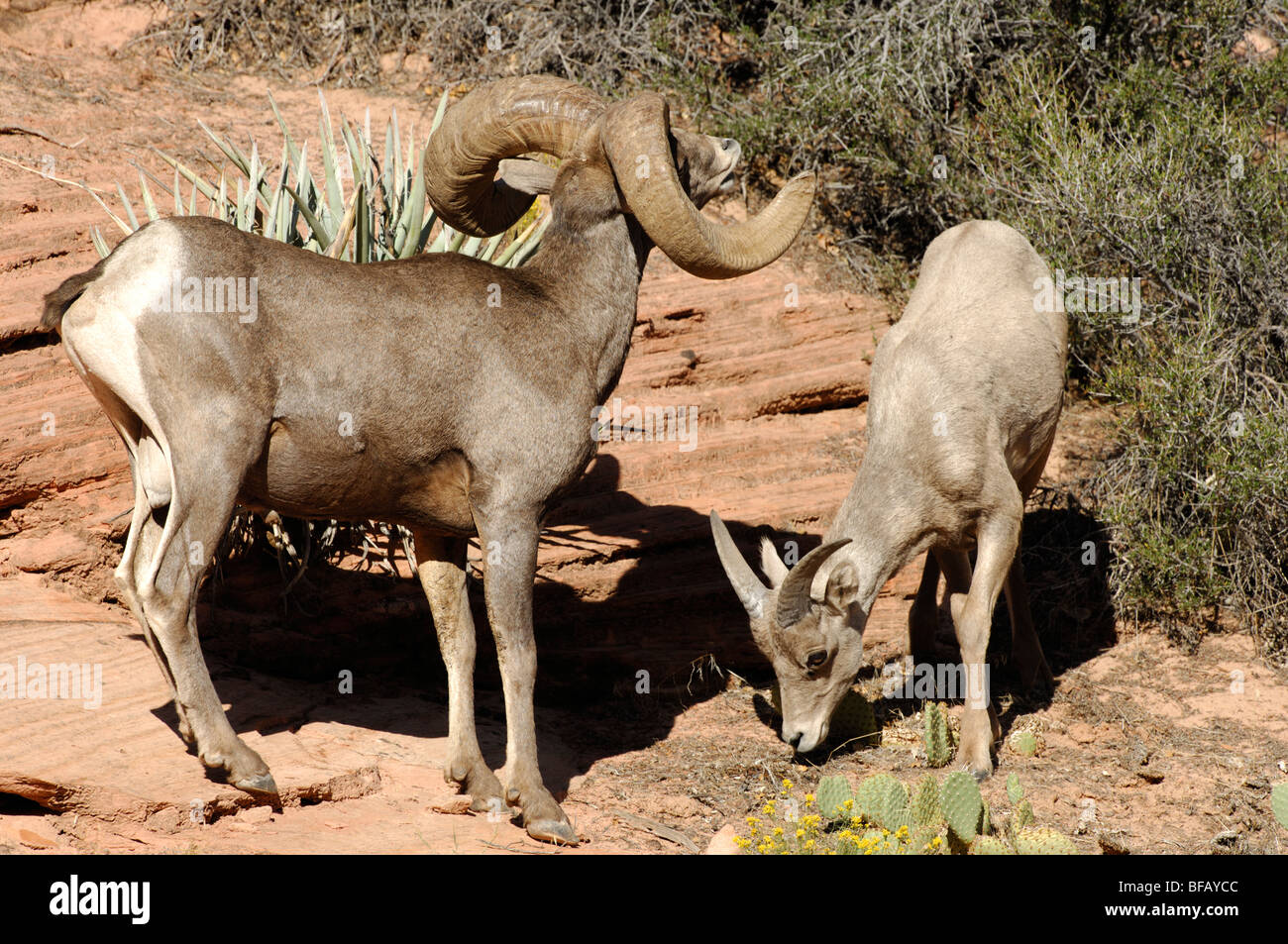 Stock photo of a large desert bighorn ram displaying breeding behavior by a ewe, Zion National Park, Utah. Stock Photo