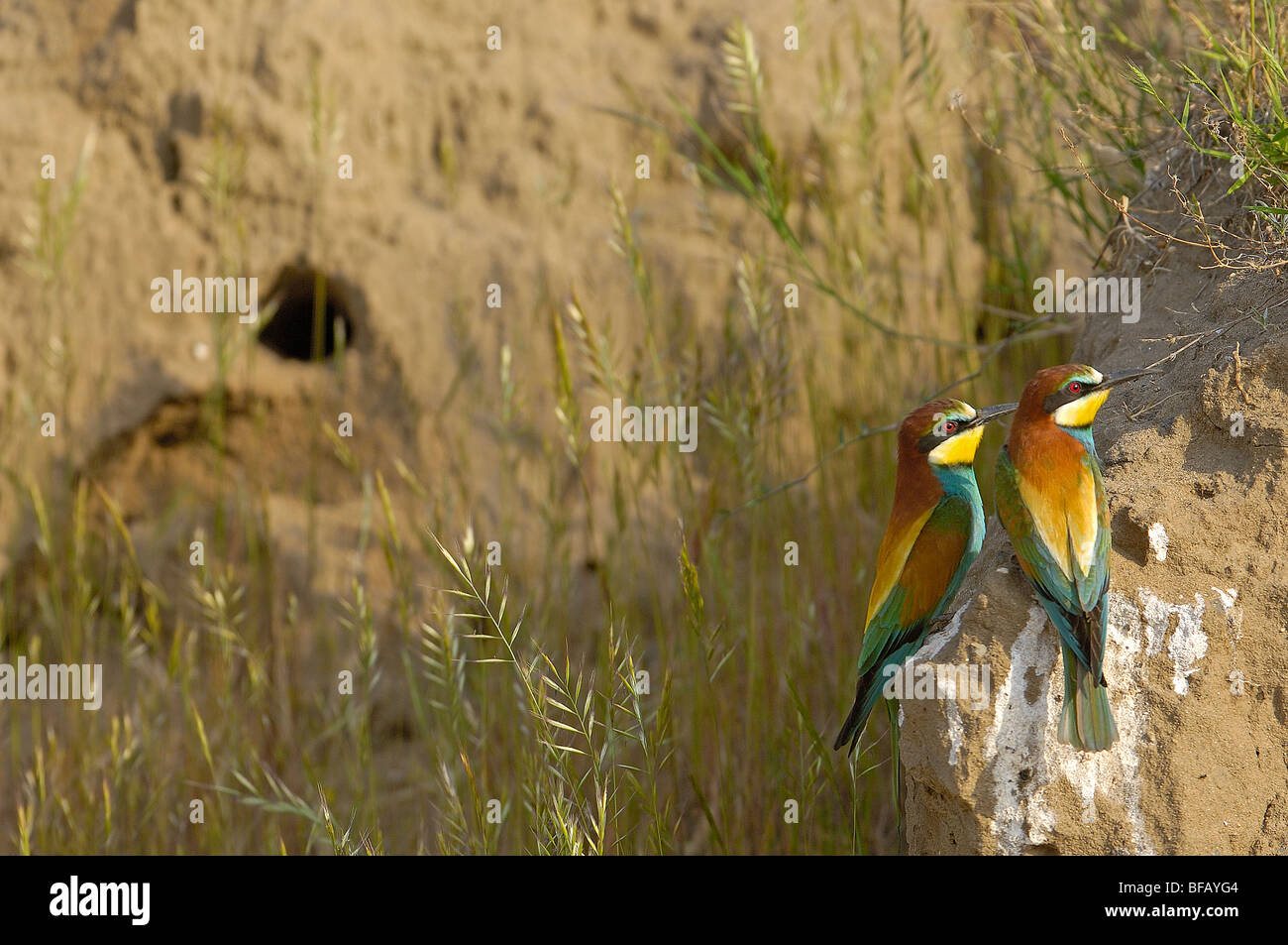Rear view little bee eater hi-res stock photography and images - Alamy