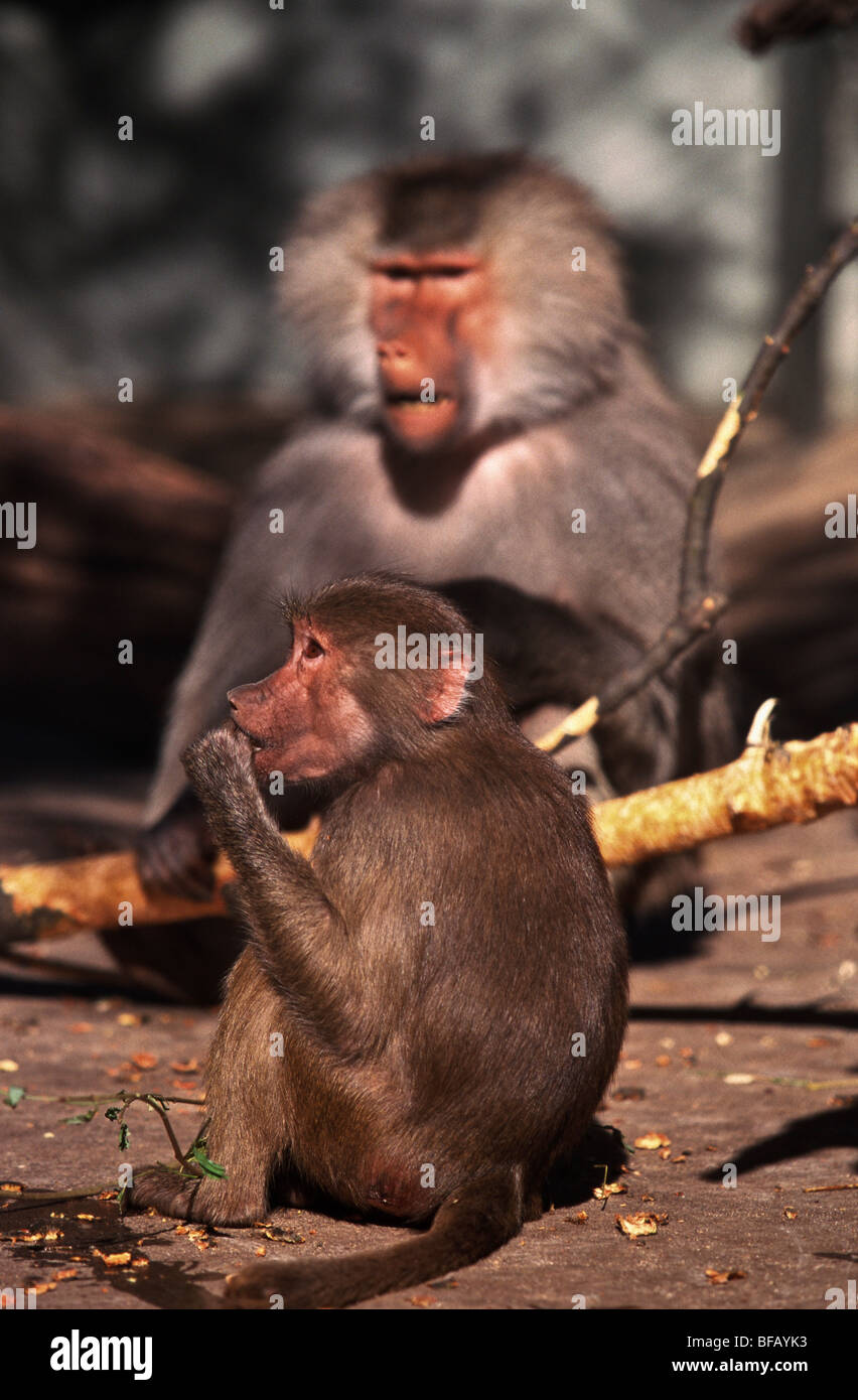 Hamadryas baboon Melbourne Zoo Stock Photo