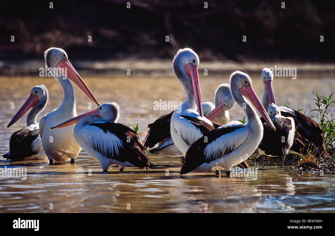 Pelicans, outback Australia Stock Photo