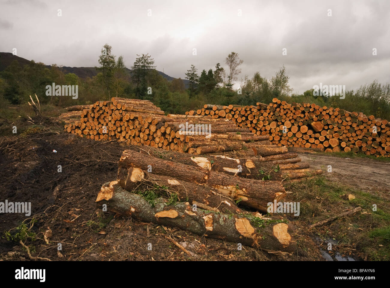 Stacked timber, Co Waterford, Eire Stock Photo