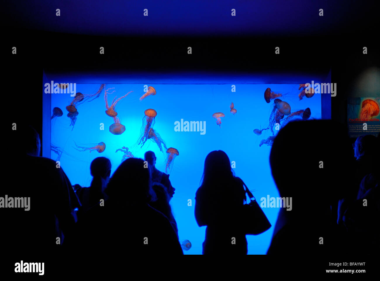 Jellyfish display at the Aquarium, Atlanta, GA Stock Photo Alamy