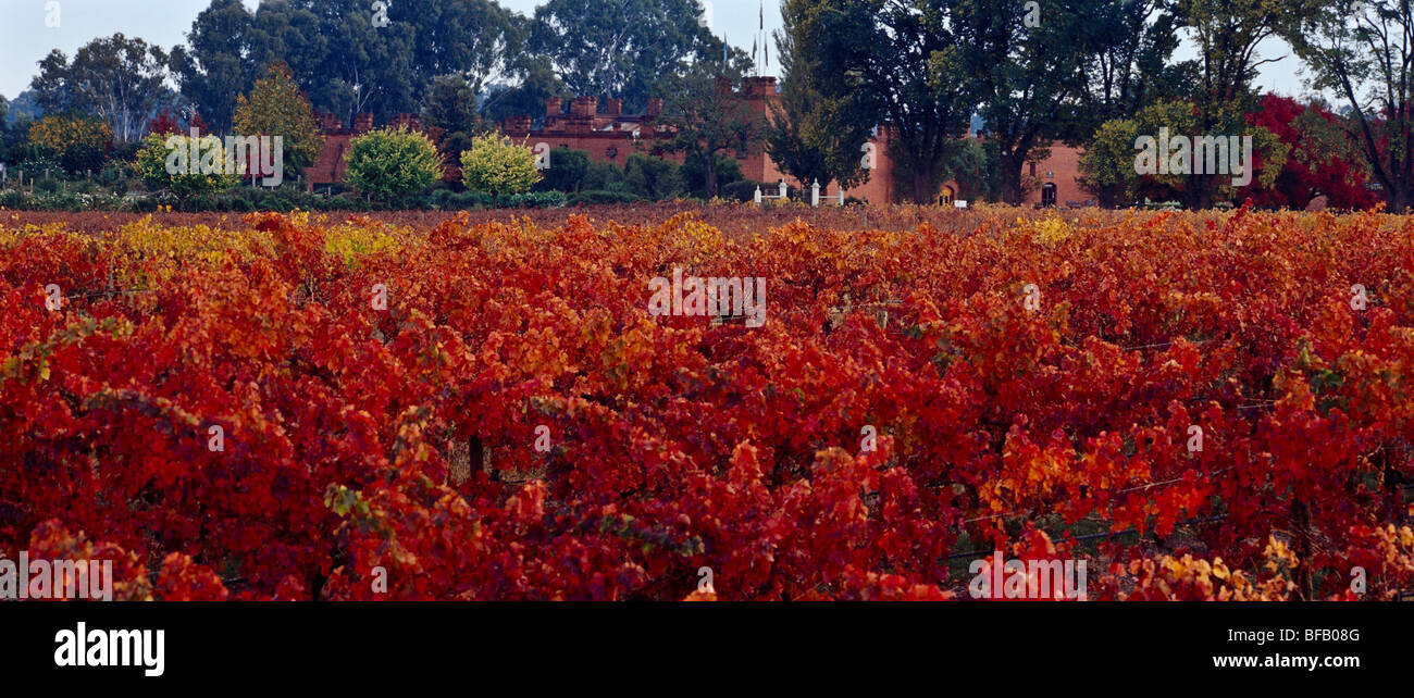 Vineyard in autumn, Victoria Australia Stock Photo