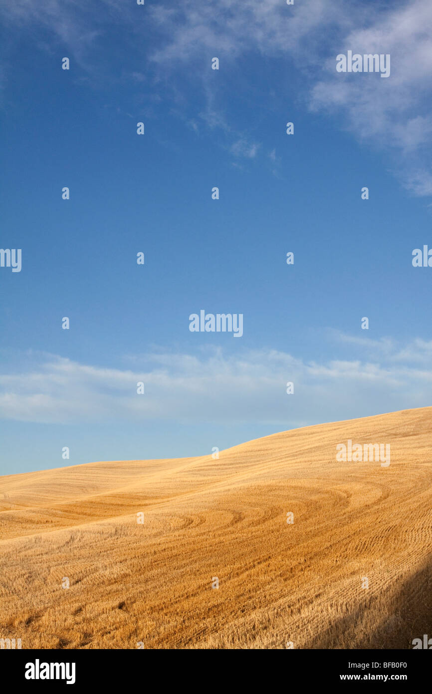 Hillside grain field in Palouse region of Idaho Stock Photo - Alamy