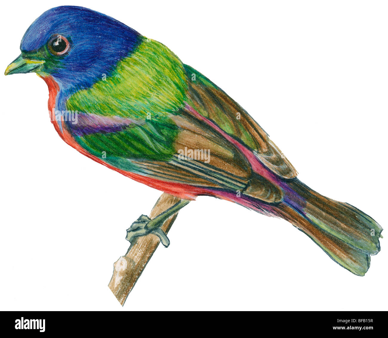 Painted bunting Stock Photo