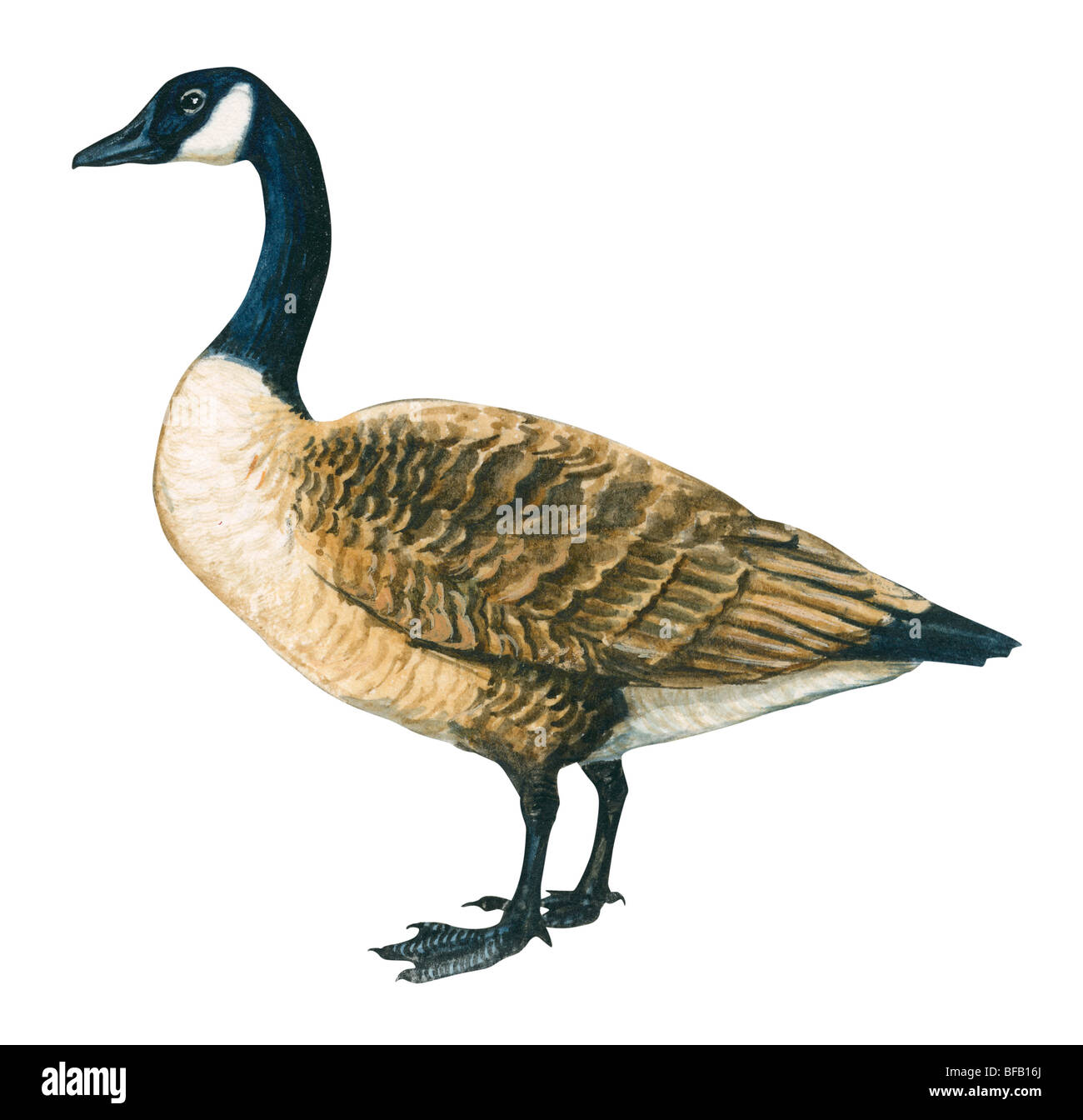 branta canadensis for canada goose crossword
