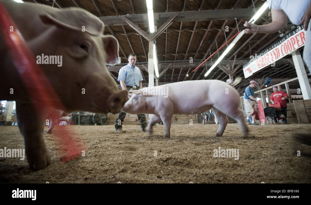Swine show, 2009 Maryland State Fair Stock Photo
