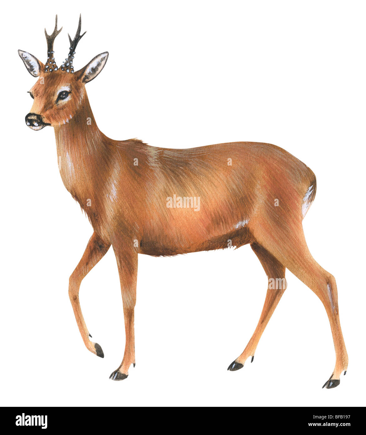 Deer Illustrations High Resolution Stock Photography and Images - Alamy