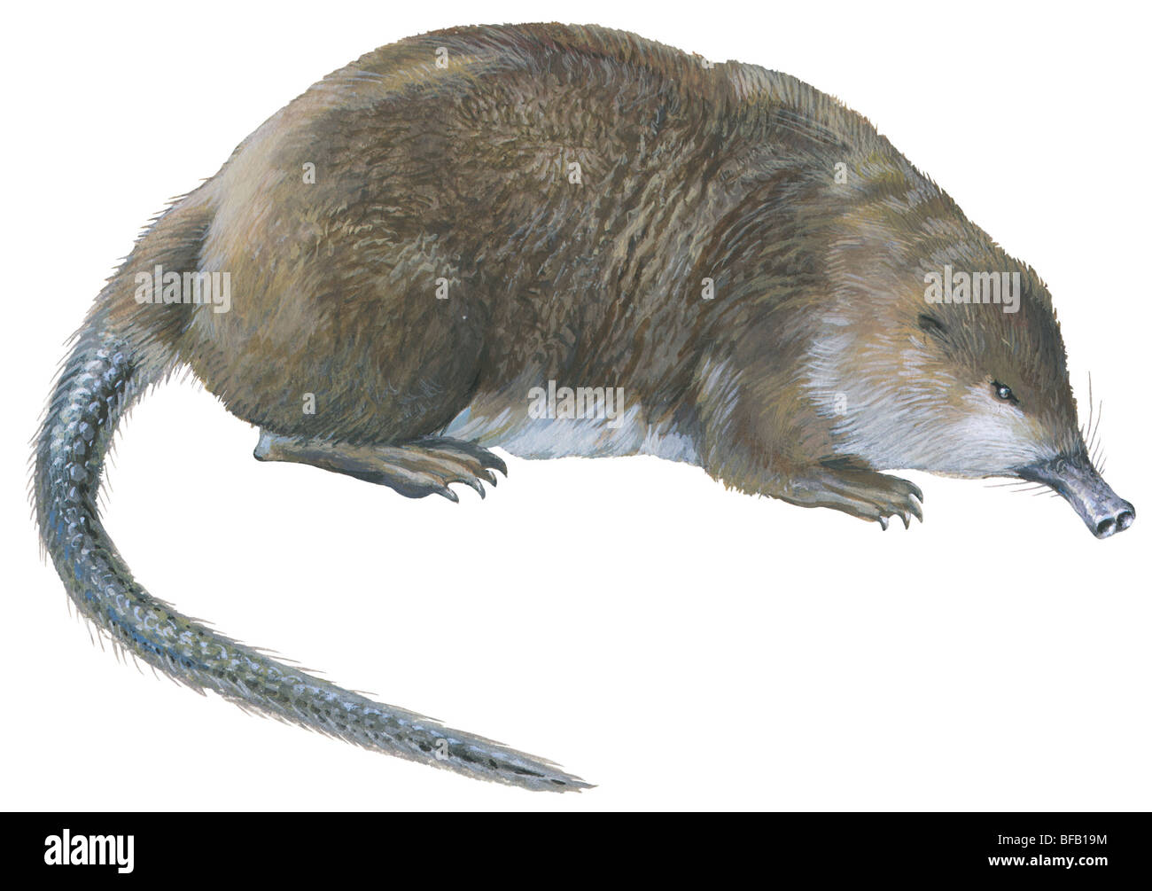 Russian desman Stock Photo: 26672736 - Alamy