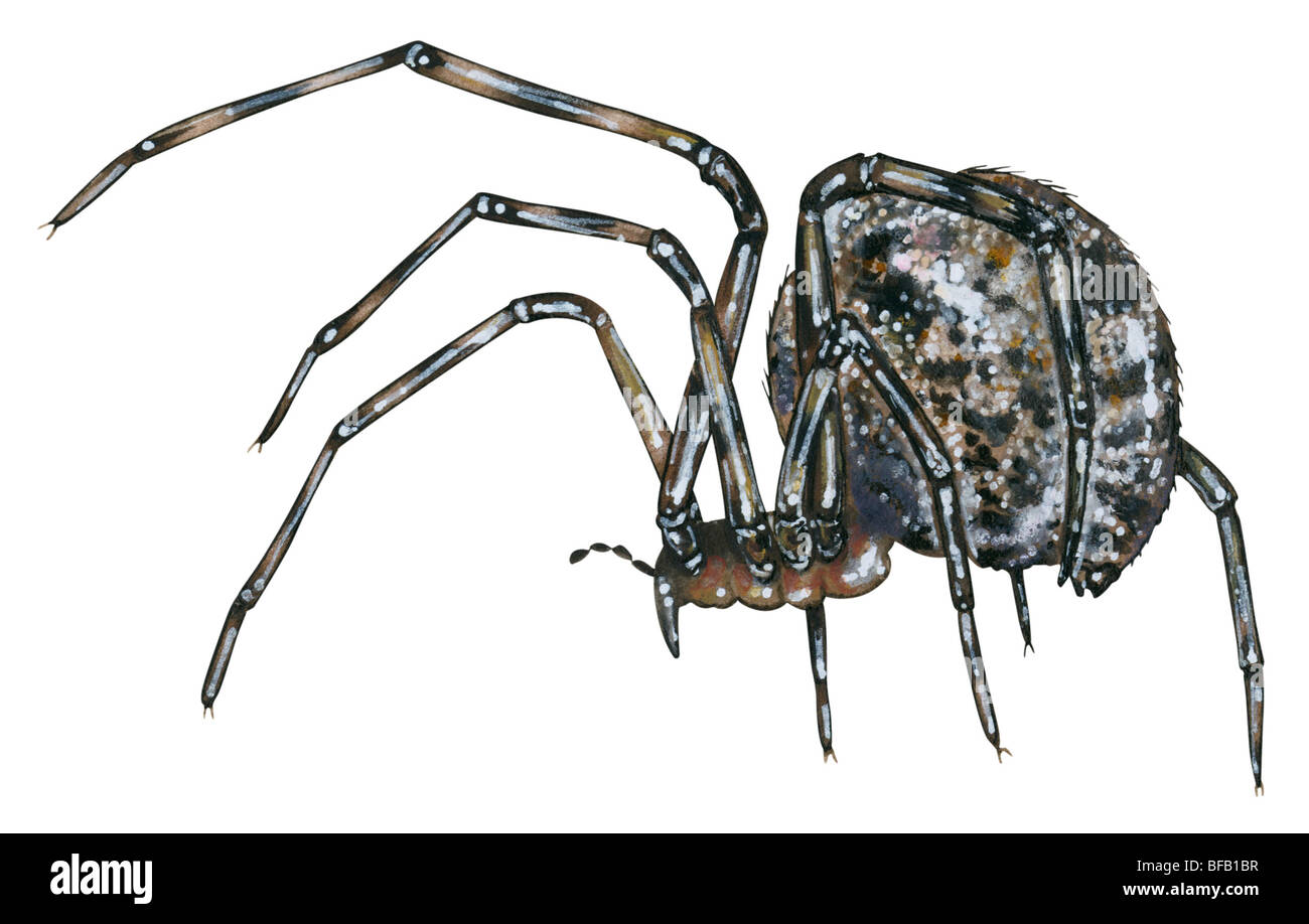 American house spider Stock Photo