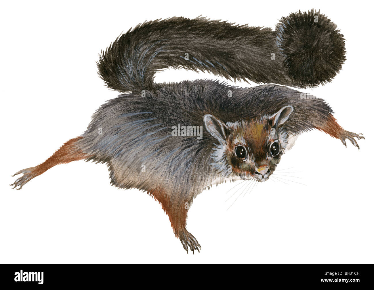 Oriental giant squirrel hi-res stock photography and images - Alamy
