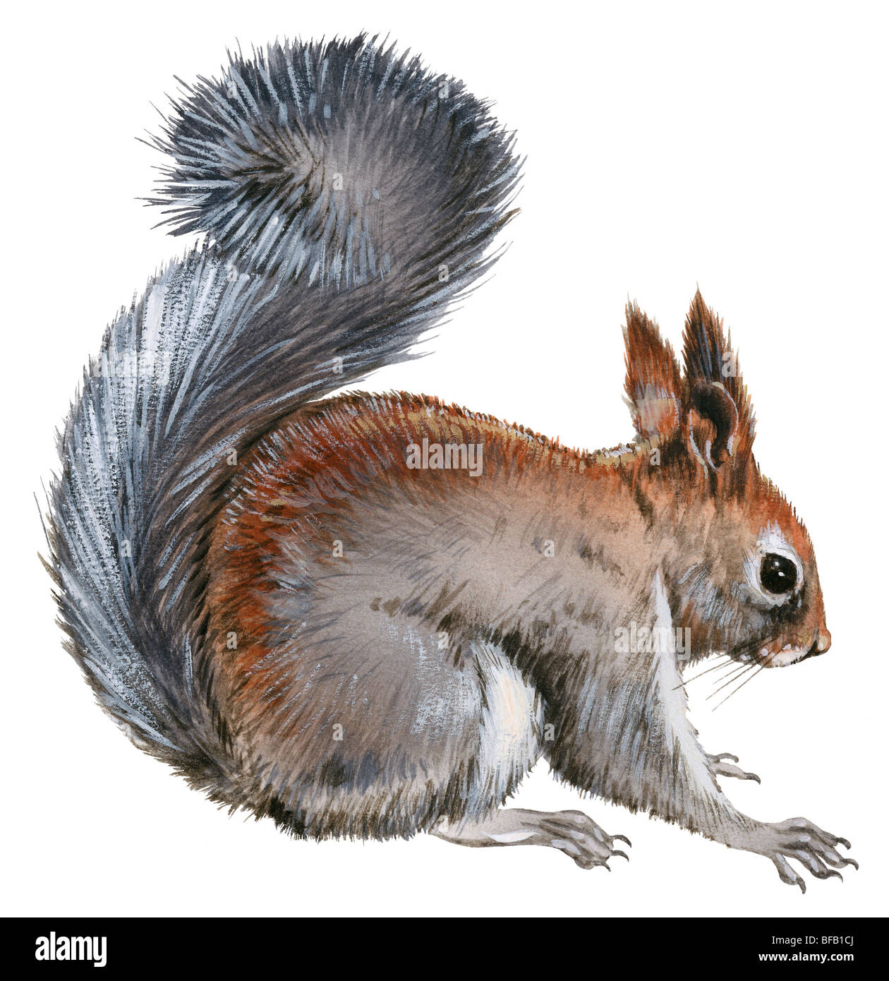Abert's squirrel Stock Photo