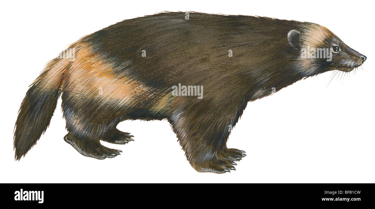Wolverine animal art hi-res stock photography and images - Alamy