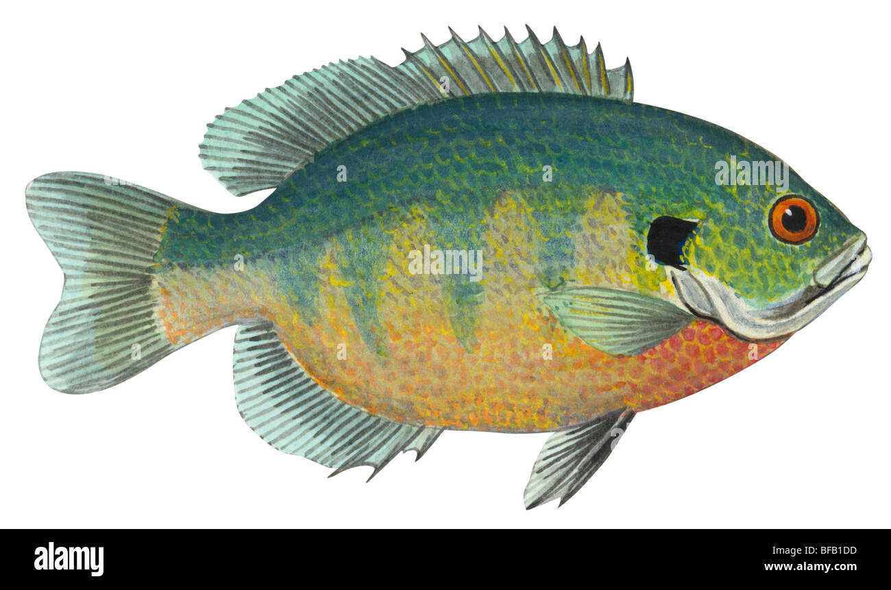 Bluegill bream hi-res stock photography and images - Alamy