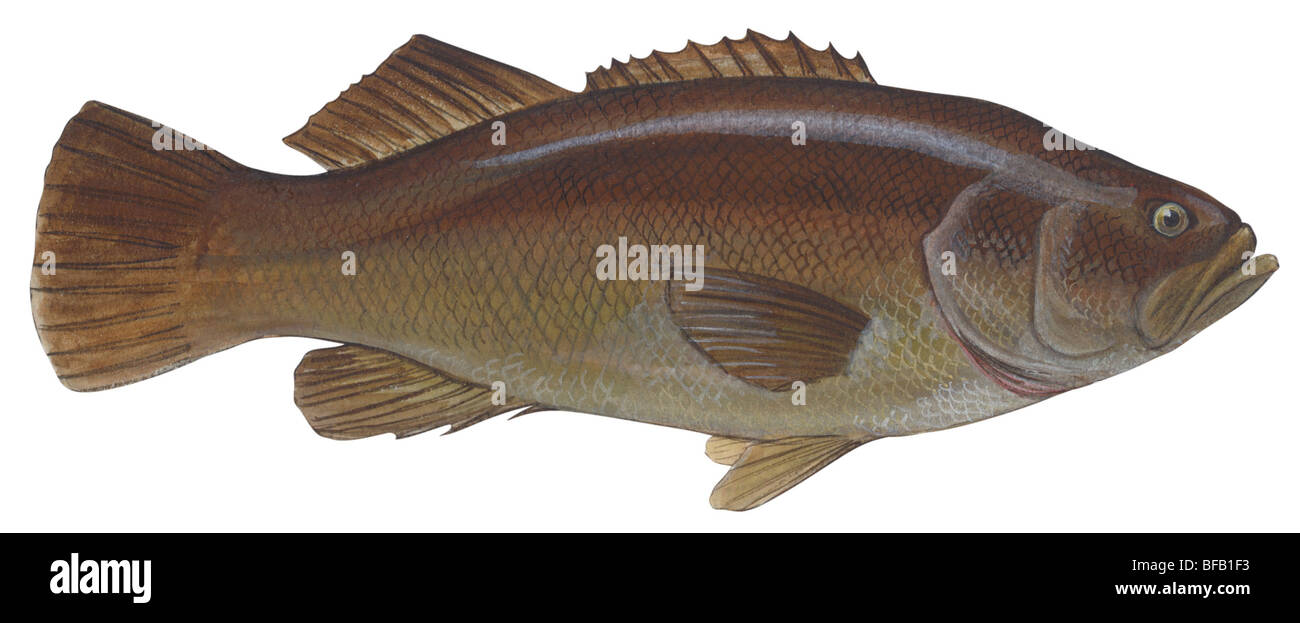 Giant sea bass Stock Photo