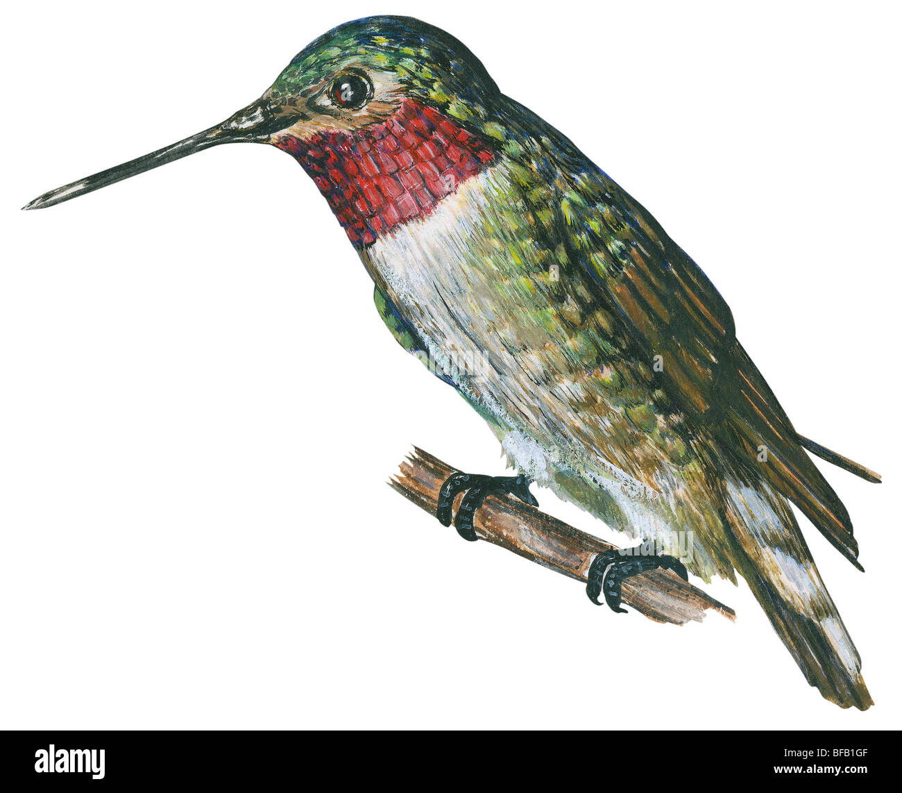 Broad-tailed hummingbird Stock Photo