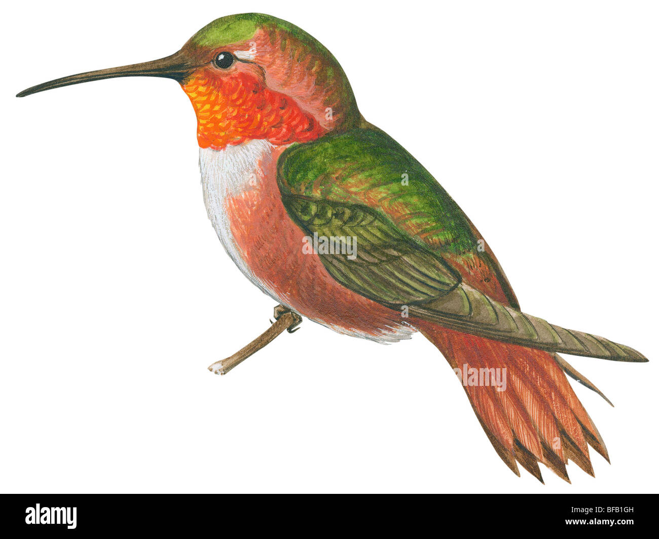 Allen's hummingbird Stock Photo