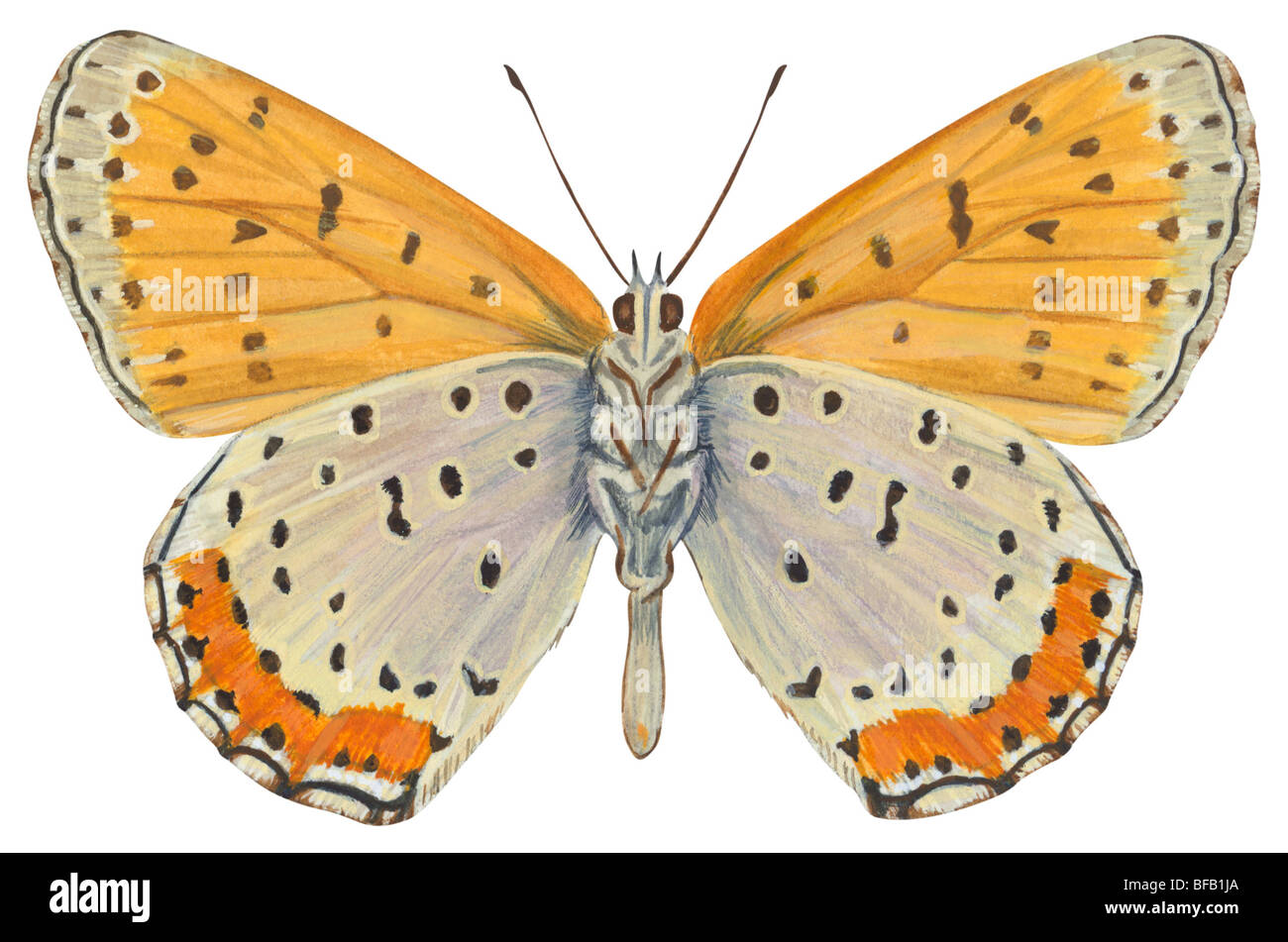 Bronze copper butterfly Stock Photo