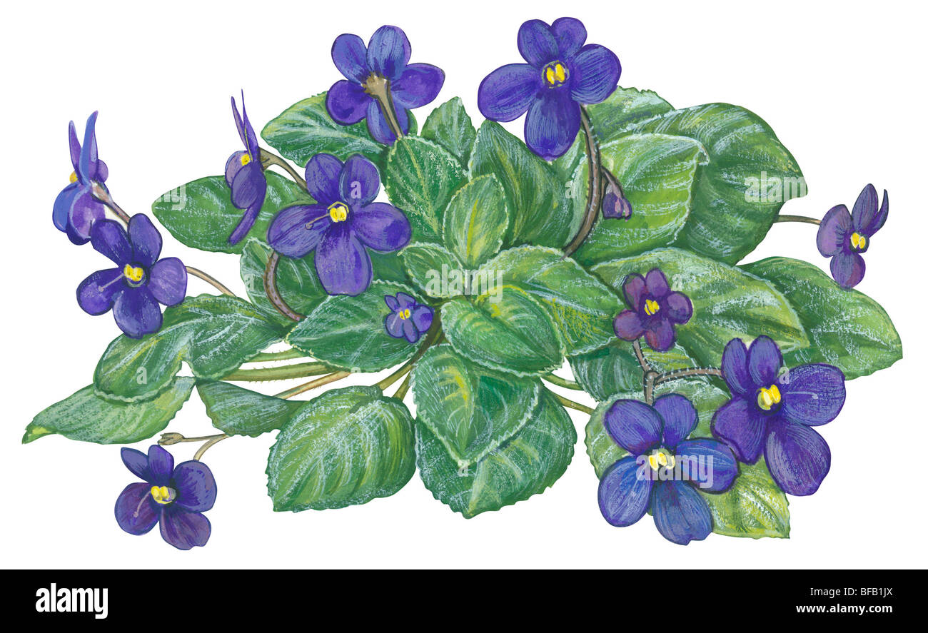 14+ African Violet Drawing