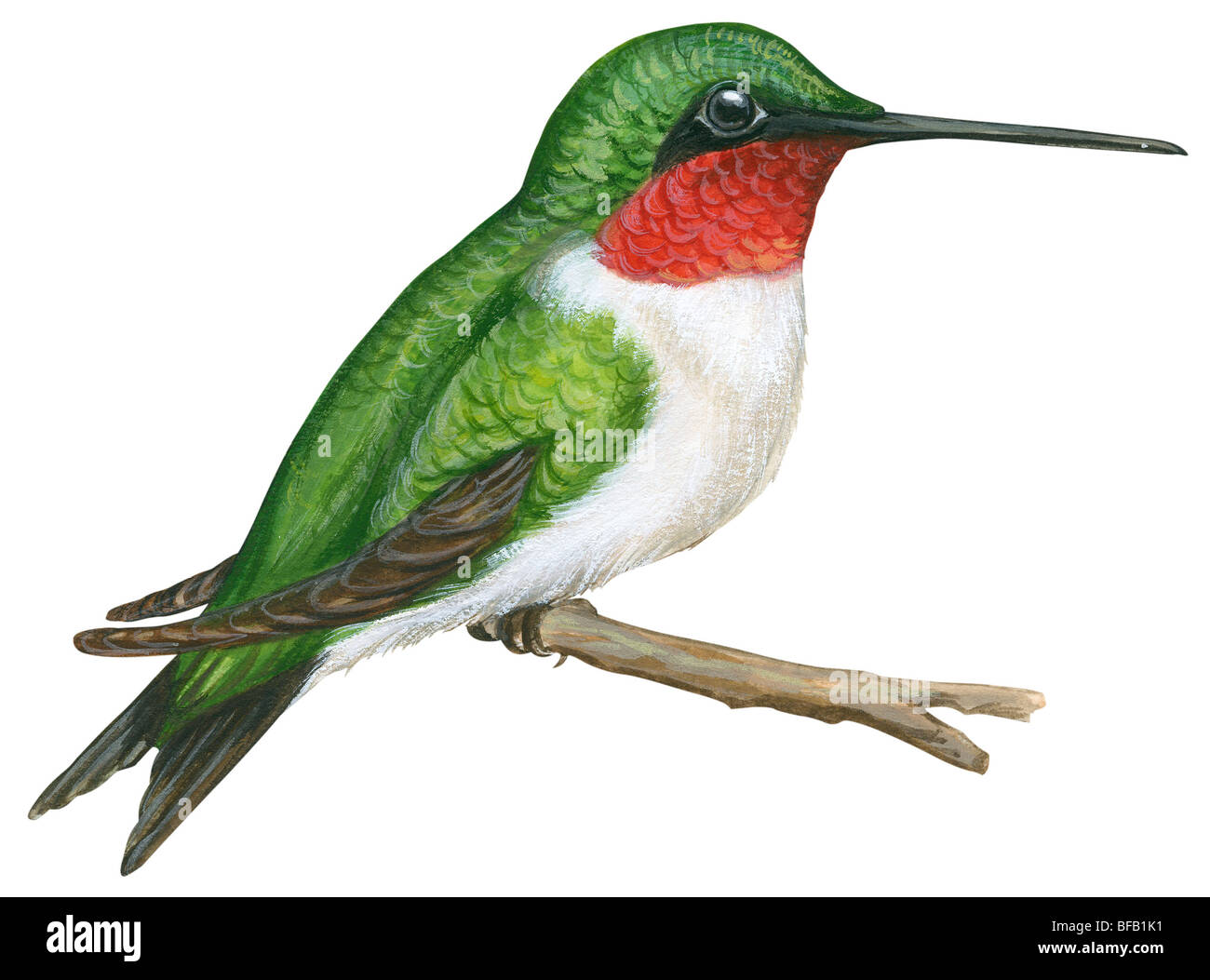 Ruby-throated hummingbird Stock Photo