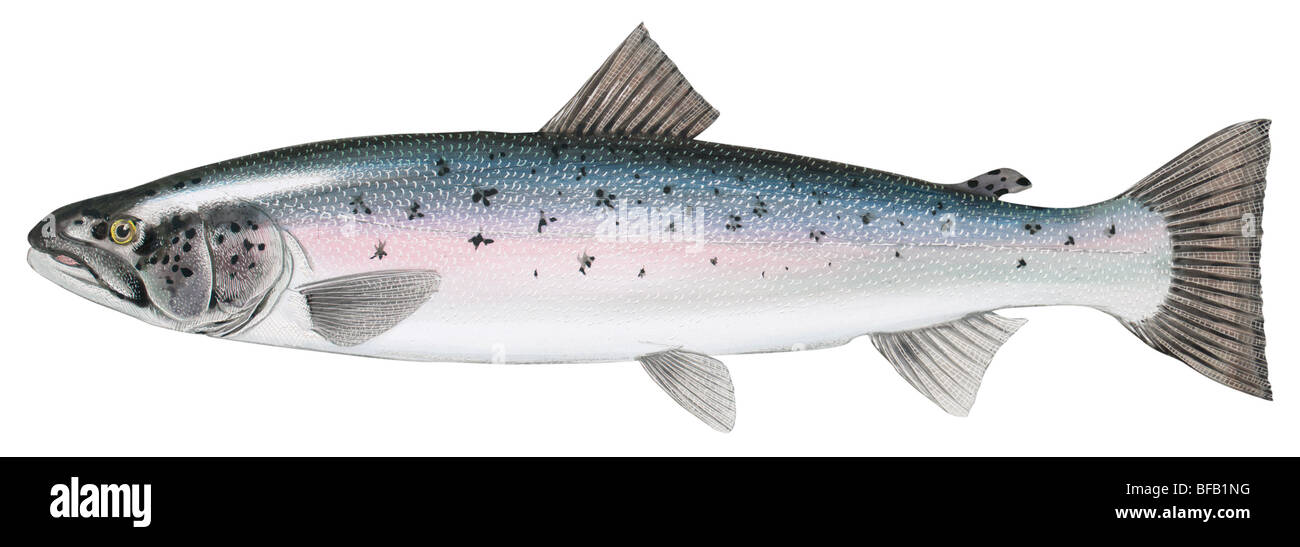 Atlantic salmon Stock Photo