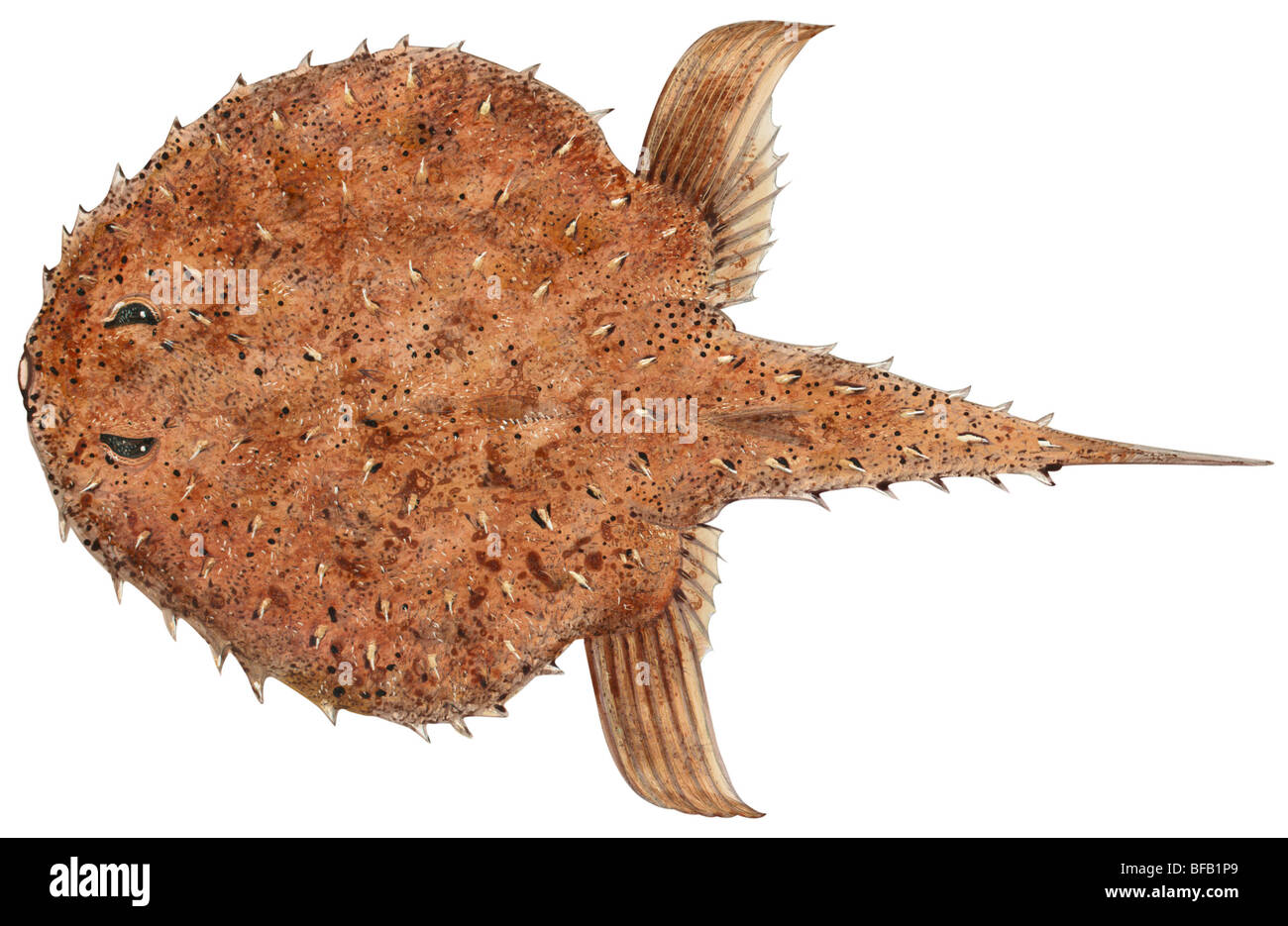 Spiny batfish Stock Photo