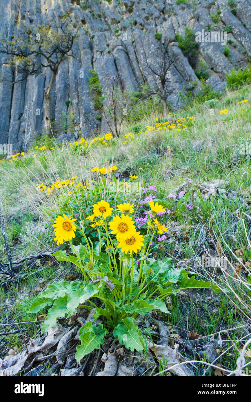 Balsamroot flowers on a grassy hillside below Andesite Cliff columns in the Tieton River gorge, Washington, USA. Stock Photo
