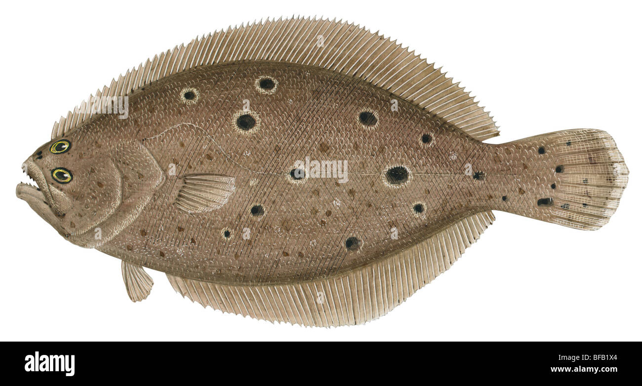Summer flounder Stock Photo Alamy